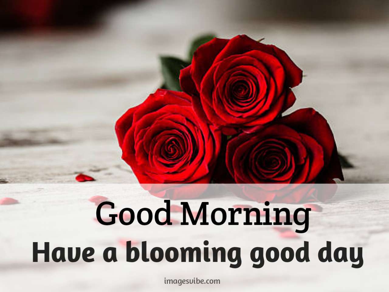 Beautiful Good Morning Roses Images HD Download in 2022 - Images Vibe