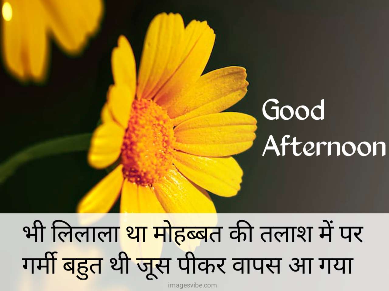 Beautiful Good Afternoon Hindi Images & Quotes 2023 - Images Vibe