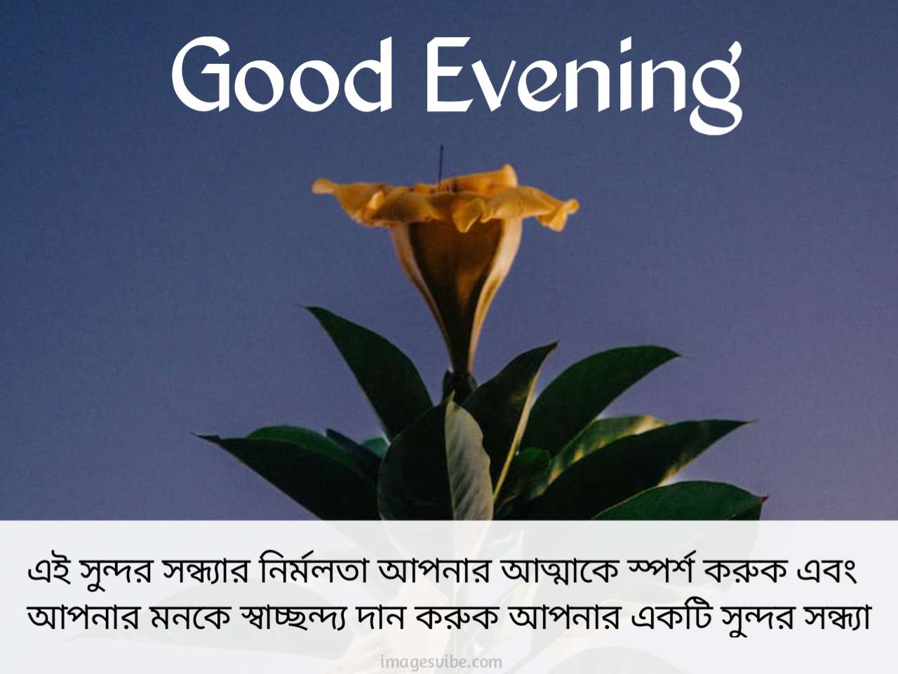 Beautiful Good Evening Bengali Images & Quotes in 2023 - Images Vibe