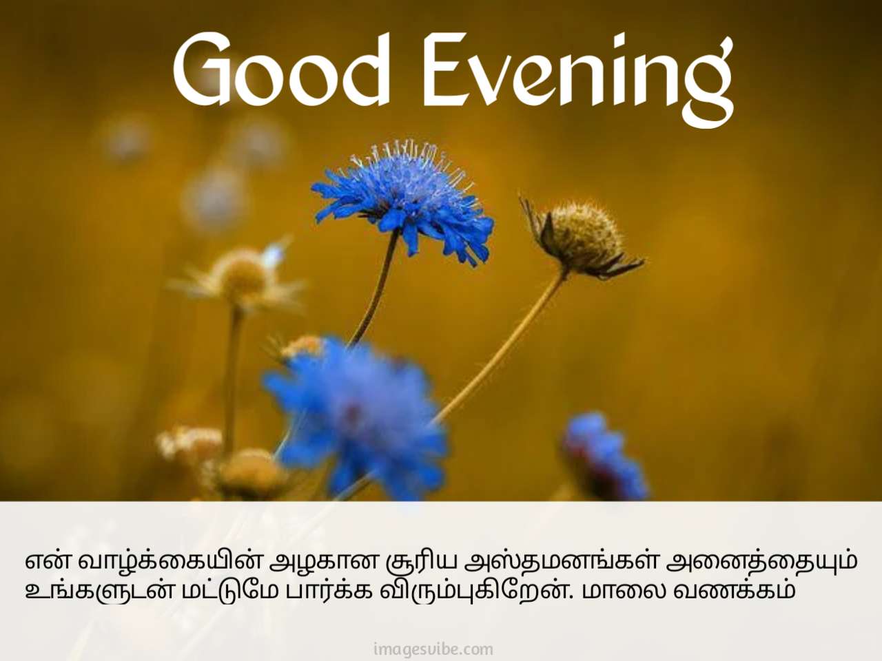 Beautiful Good Evening Tamil Images & Quotes in 2023 - Images Vibe