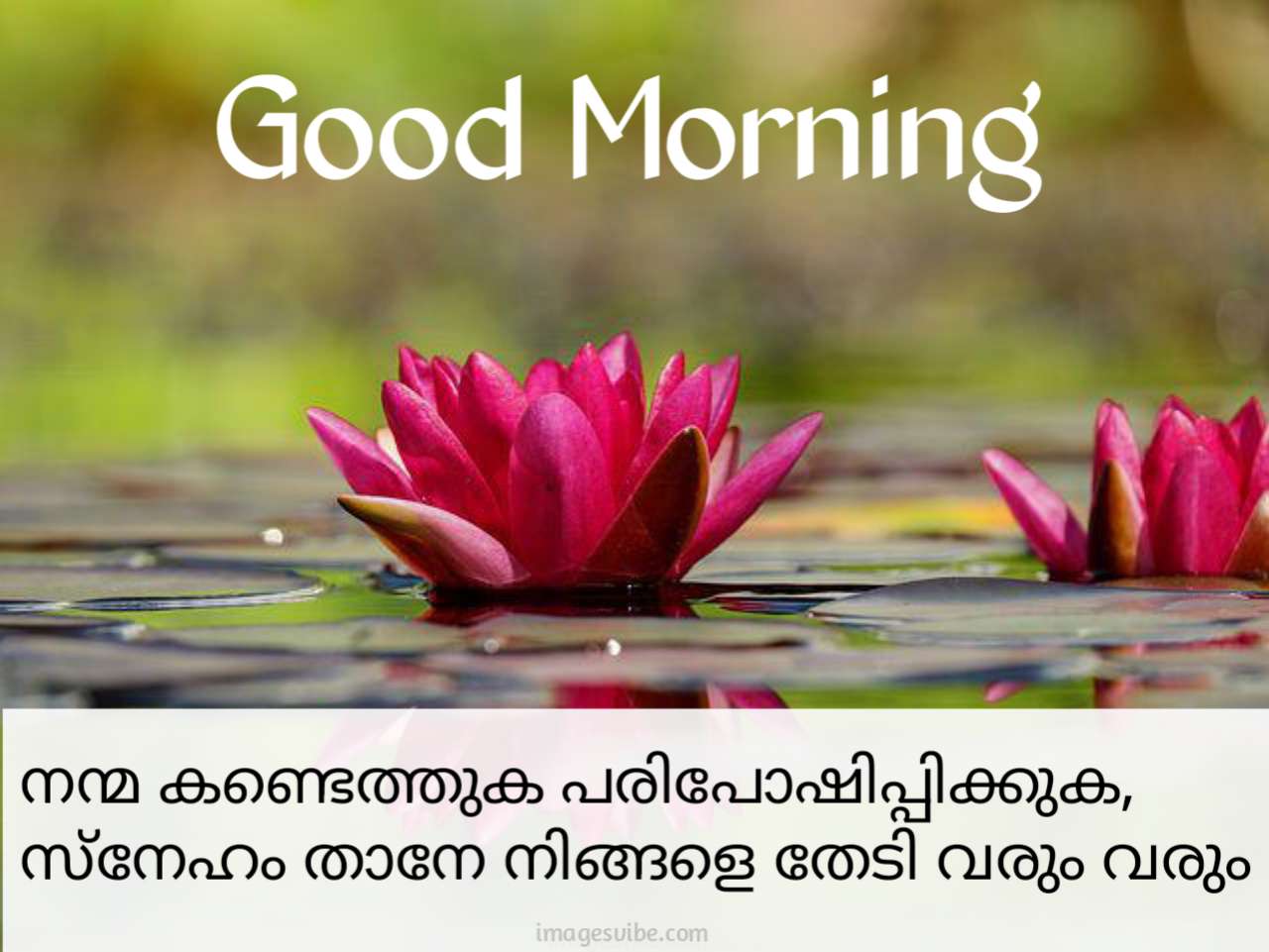 Beautiful Good Morning Malayalam Images & Quotes - Images Vibe