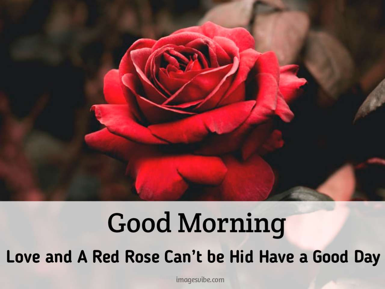 Beautiful Rose Good Morning Images & Quotes in 2022 - Images Vibe