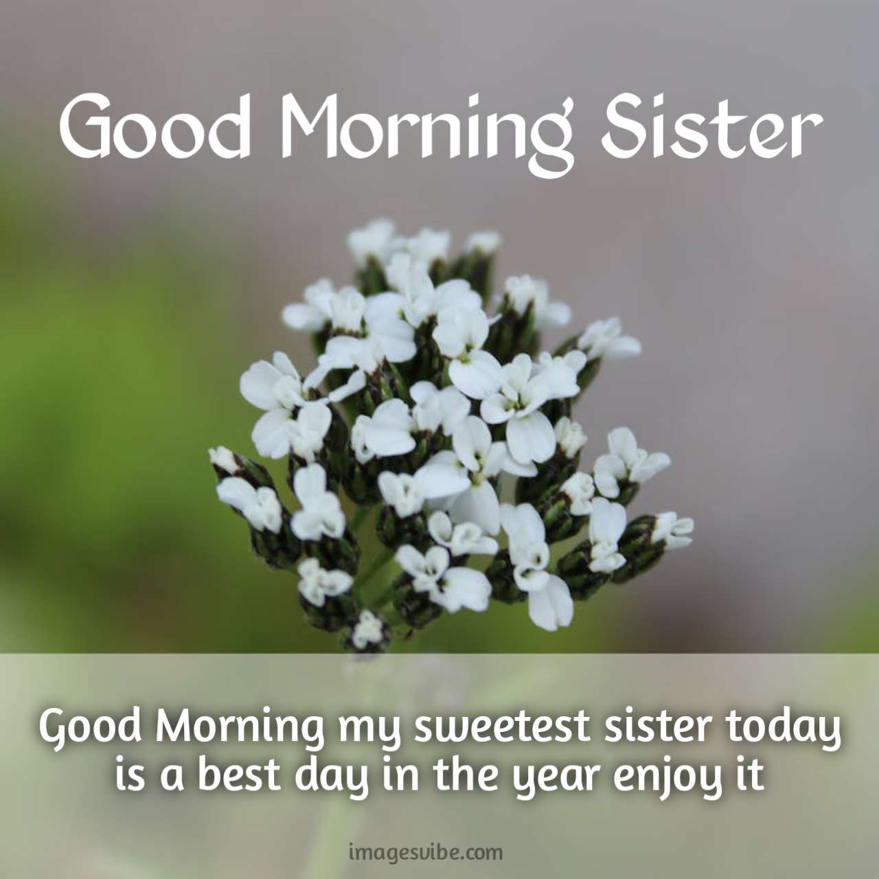 Best 30+ Good Morning Sister Images With Quotes & Messages ...