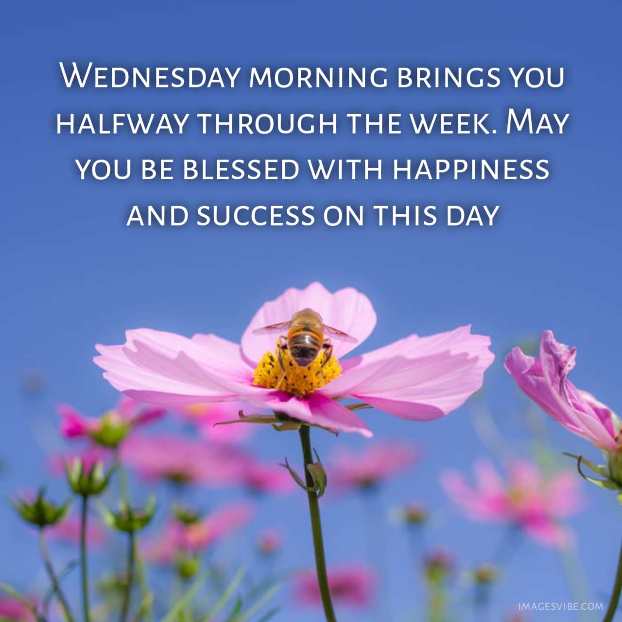 Best 30+ Wednesday Blessings Images & Quotes In 2023 - Images Vibe