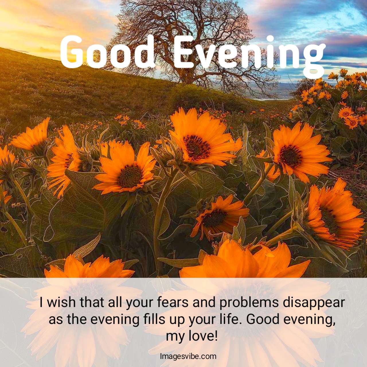 Best 20+ Good evening Blessing Images And Quotes In 2024 - Images Vibe